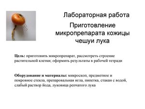 Лабораторная работа