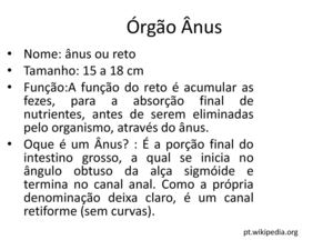 Orgão Ânus 5º C