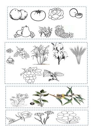 Utilidad De La Planta