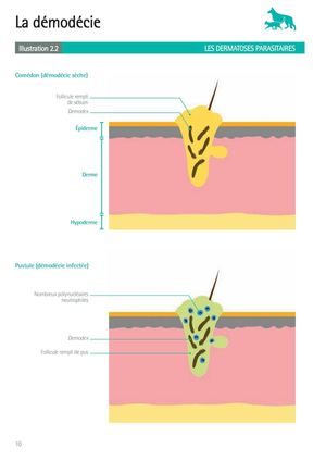 Atlas Vet'Consult de Dermatologie