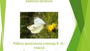 Бабочка белянка