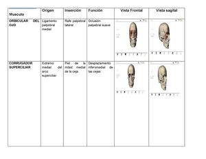 Musculos De La Cabeza Y De La Cara