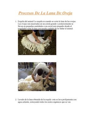 Procesos De La Lana De Oveja