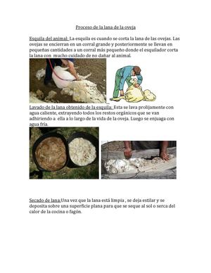 Proceso De La Lana De La Oveja