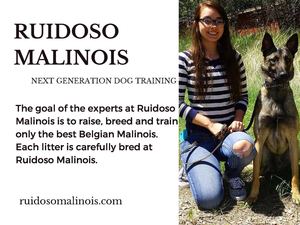 Ruidoso Malinois