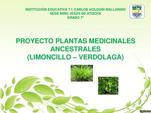 Grupo+2+ +Plantas+medicinales+y+ancestrales