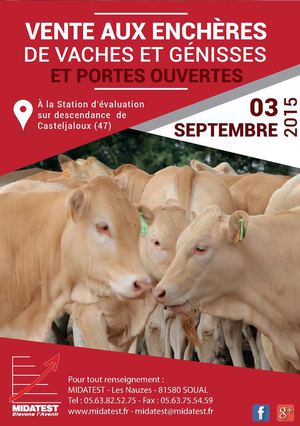 Vente aux enchères de vaches et génisses à Casteljaloux (47)