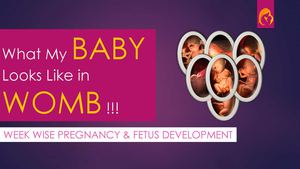 Week Wise Pregnancy & Fetus Development