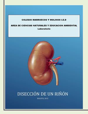 Discección Del Riñon