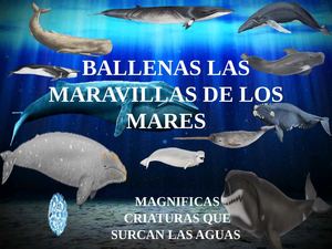 Ballenas Las Maravillas De Los Mares