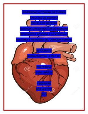 Anatomia Del Corazon Humano