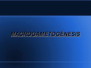 Megagametogénesis