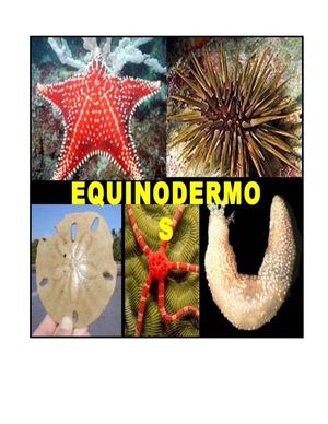 Videoresumen Equinodermos