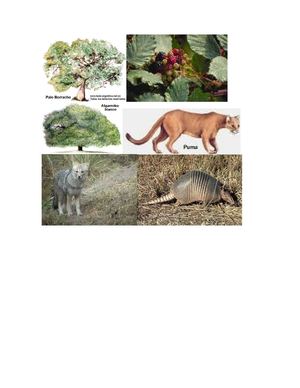 Flora Y Fauna De San Luis