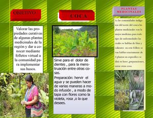 Plantas medicinales