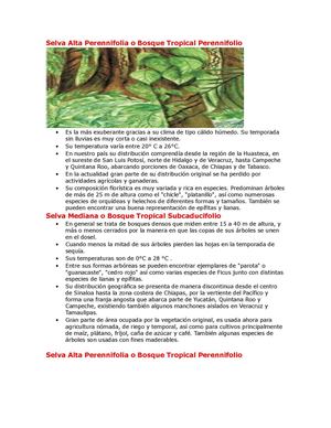 Selva Alta Perennifolia O Bosque Tropical Perennifolio