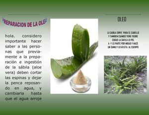 Folleto Plantas Medicinales