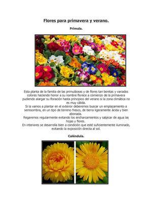 Flores Para Primavera Y Verano