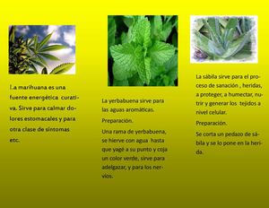 Folleto Plantas Medicinales