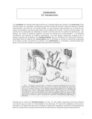 Introducción a los Cordados