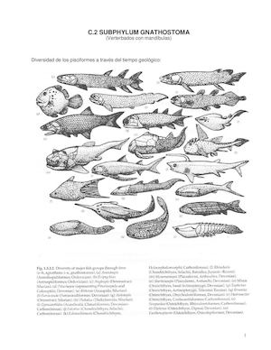 Pisciformes Con Mandíbulas: Gnatosthomata