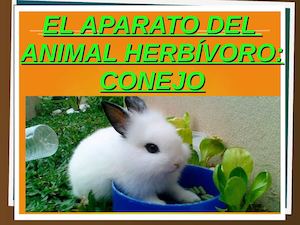 El Aparato Digestivo Del Conejo