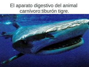 Presentacion Sobre Aparto Digestivo De Tiburonequipo Rocio