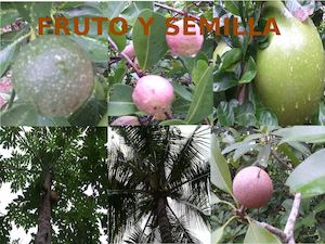 Frutos