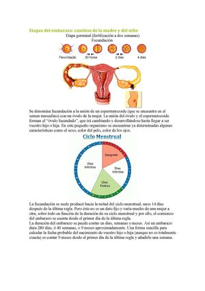Etapas Del Embarazo