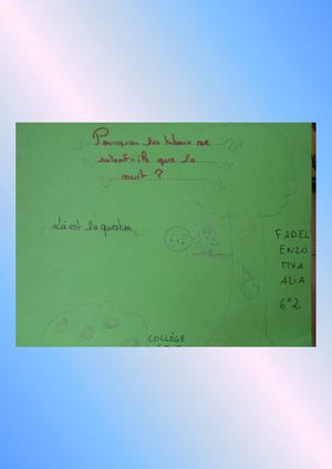 Pourquoi Les Hiboux ne sortent-ils que la nuit