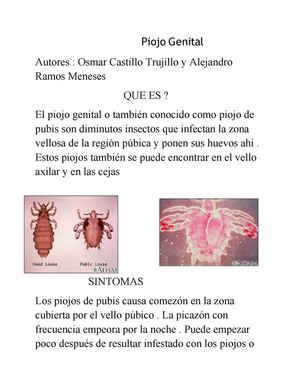 Piojo Genital