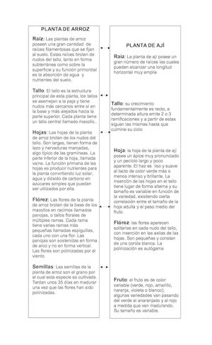 Morfología De La Planta De Arroz y de ají
