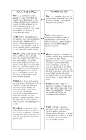 MORFOLOGÍA DE LA PLANTA DE ARROZ Y AJÍ