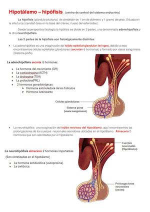 Hipotálamo Hipòfisis