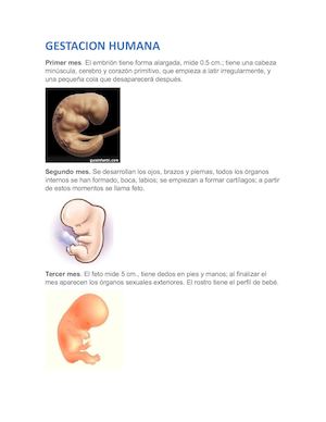 Gestacion Humana