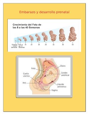 Embarazo Y Desarrollo Prenatal