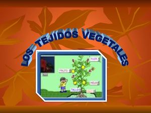 Ppt Tegidos Vegetales