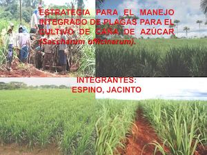 Mip En Caña De Azúcar