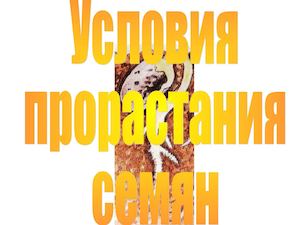 Строение семени. Условия прорастания семян