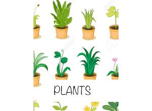 All About Plants