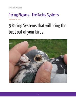 Racing Pigeons  - The Racing Systems