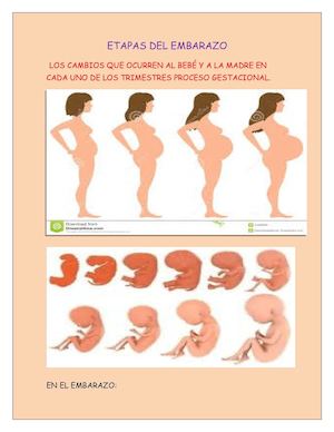 Cartilla de los cambios que ocurren al bebé y a la madre en cada uno de los trimestres proceso gestacional