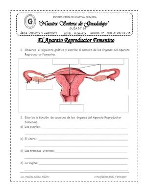Aparato  Reproductor  Femenino