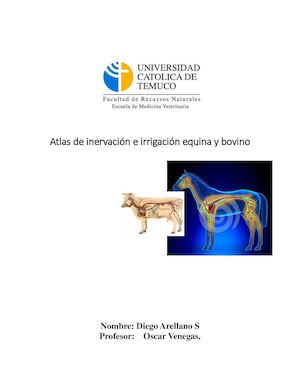 Atlas de inervacion e Irrigacion