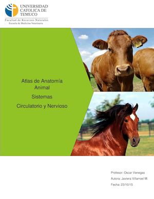 Atlas de Anatomía Veterinaria: Sistemas Circulatorio y Nervioso