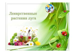 Лекарственные растения луга