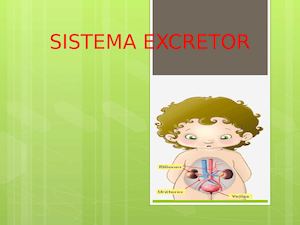 Lucas Blanco Sistema Excretor