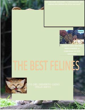 THE BEST FELINES