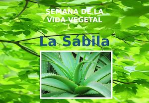 La Sabila