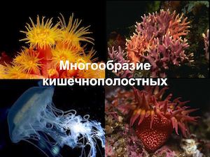 Многообразие кишечнополостных